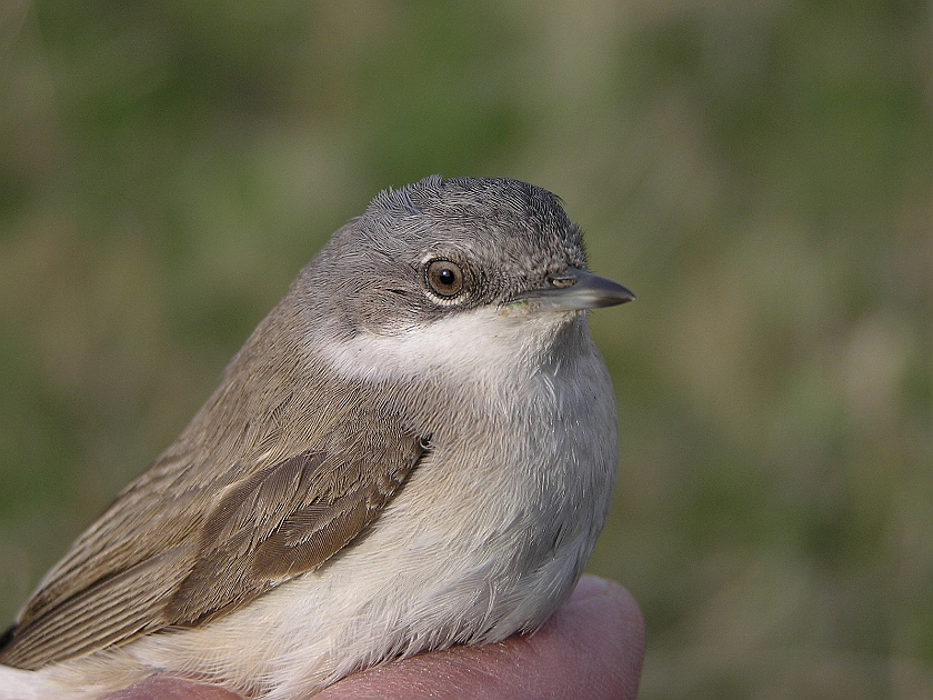 Lesser Whitethroat, Sundre 20050512